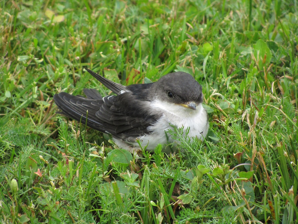 Small wildlife black photo