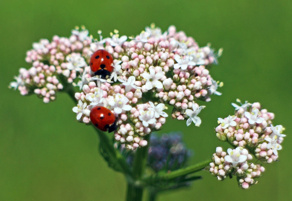 Beetle nature flower