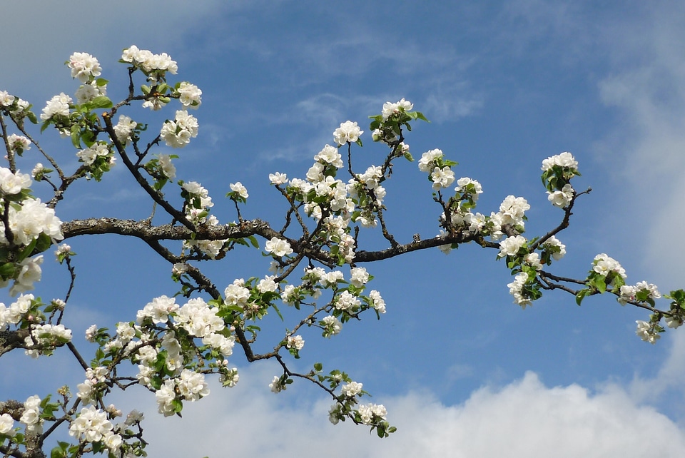 Spring sky blue