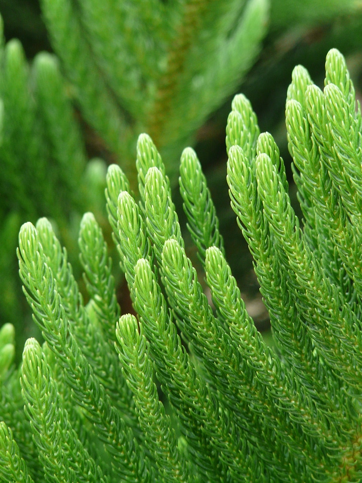 Macro close up araucaria heterophylla