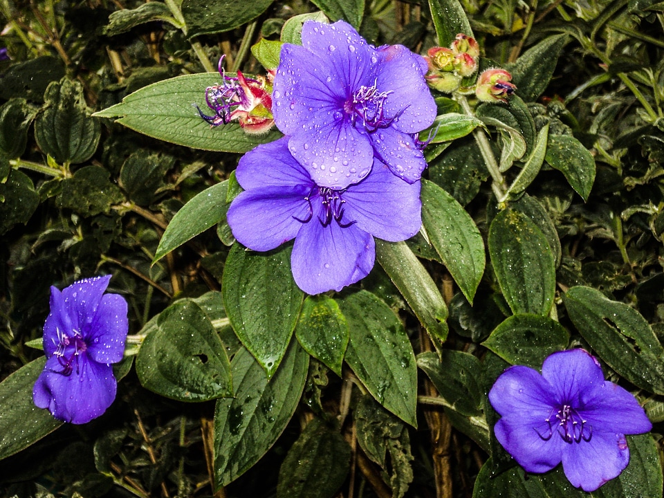 Plant spring violet