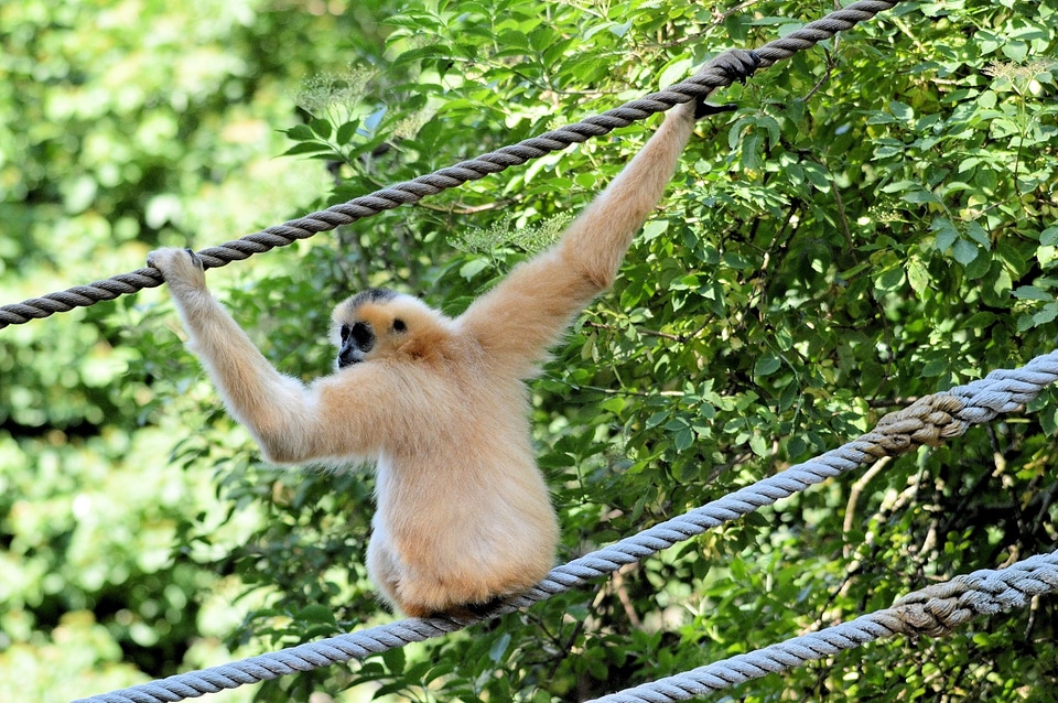 Primate animal wildlife