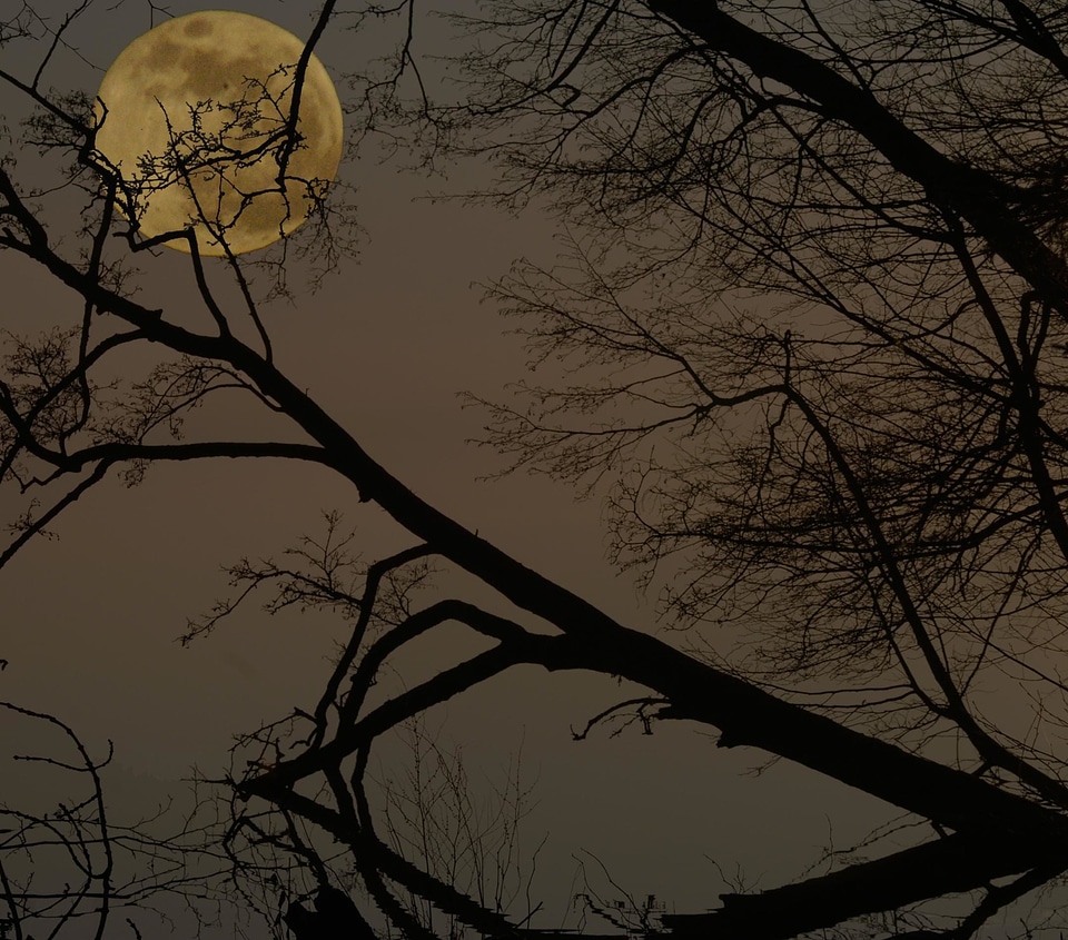 Backlight branch dark