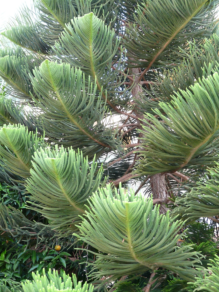 Araucaria heterophylla norfolk pine araucaria