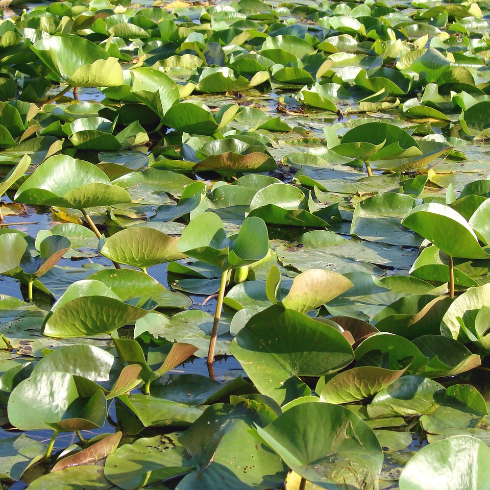 Plants natural blossom