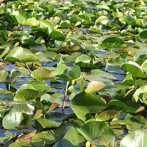 Plants natural blossom