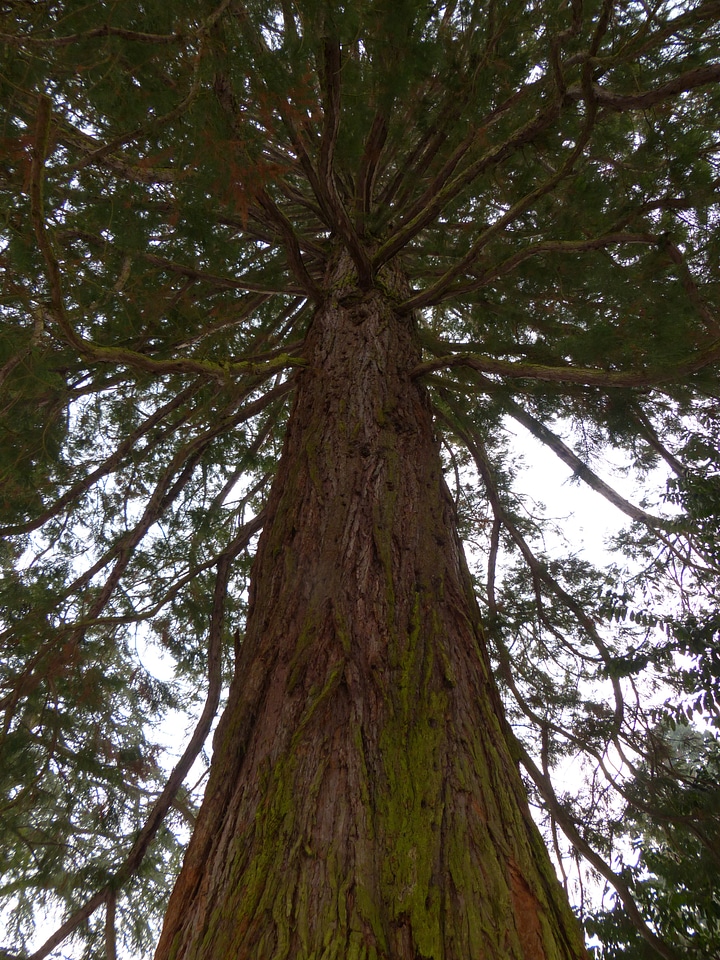 Sickle fir cryptomeria japonica japanese cedar