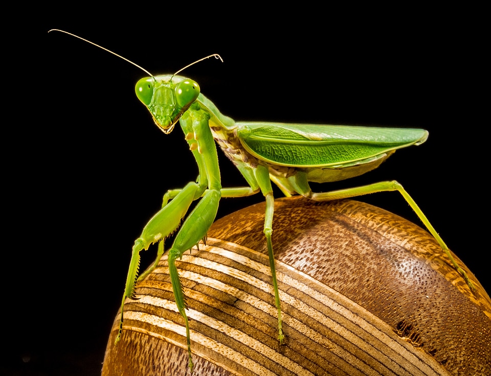 Fishing locust green close up