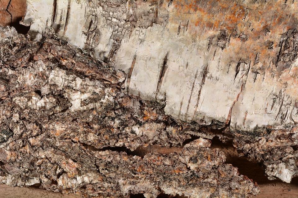 Bark structure close up