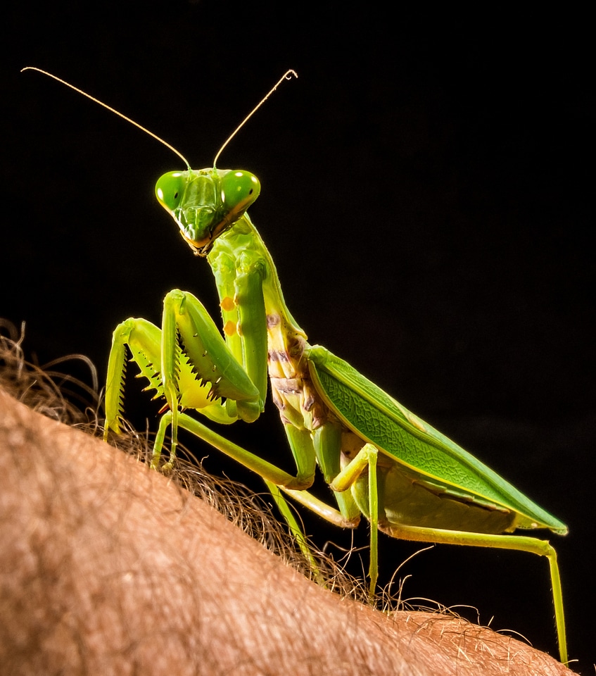 Fishing locust green close up