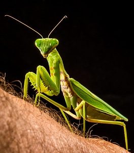 Fishing locust green close up photo