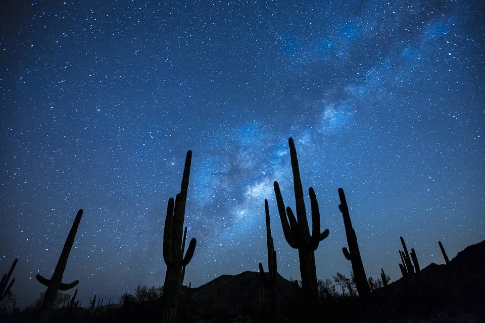 Cactus dark landscape