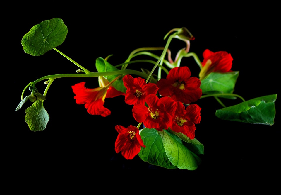 Blossom bloom plant