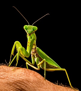 Fishing locust green close up