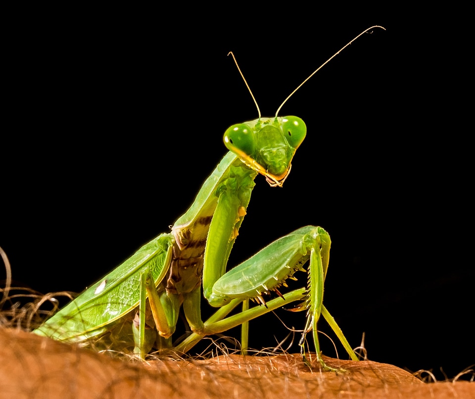 Fishing locust green close up photo