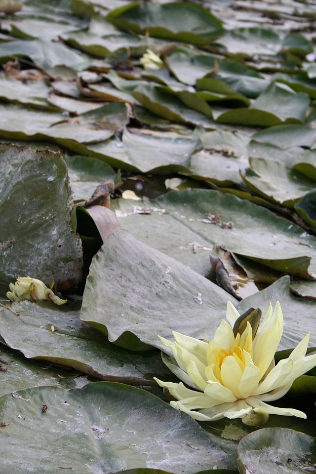 Aquatic plant floral plant