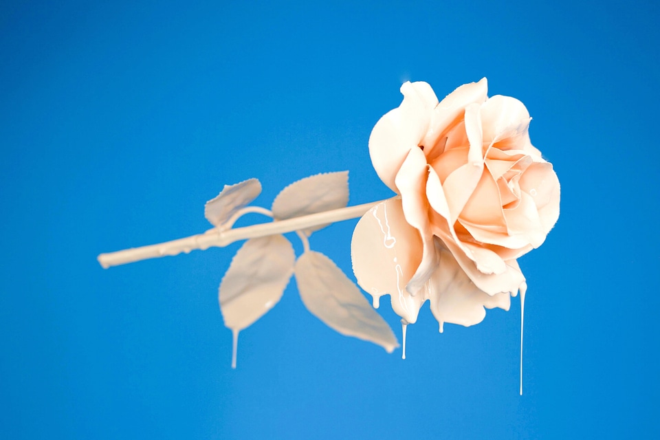 Beautiful flora flower