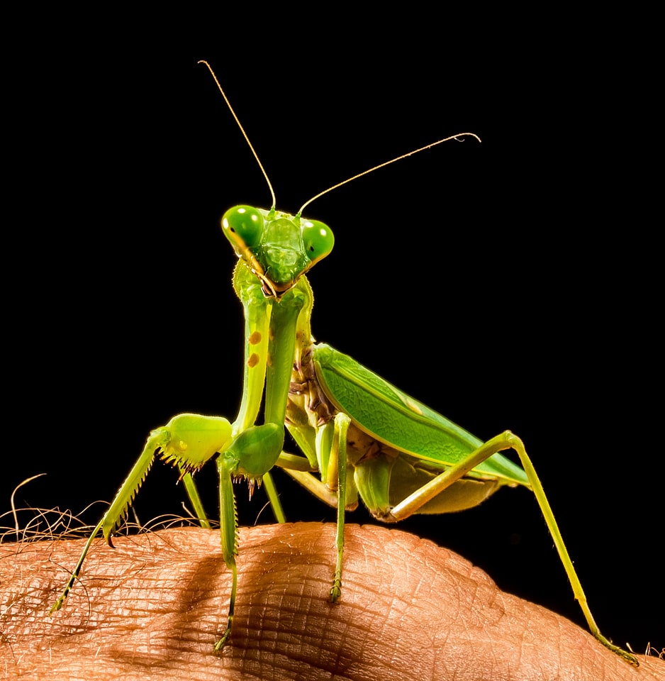 Fishing locust green close up