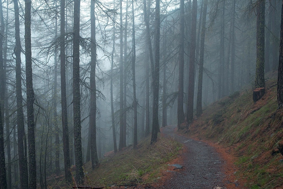 Conifer dawn environment photo