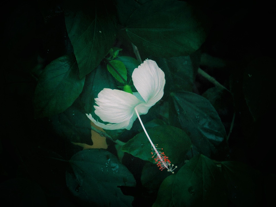 Beautiful Flowers blooming blossom