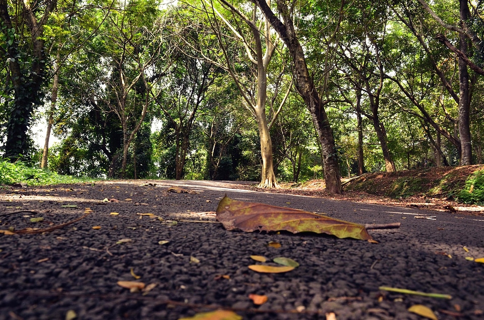 Asphalt autumn bench