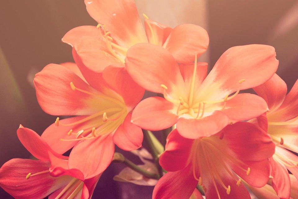 Beautiful beautiful flowers beautiful photo