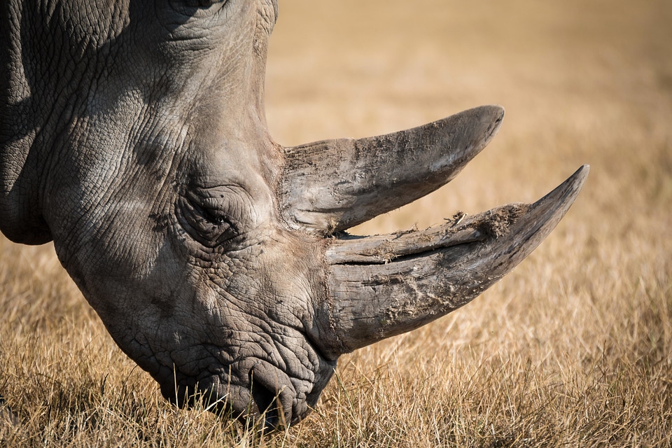 Africa animal beautiful photo