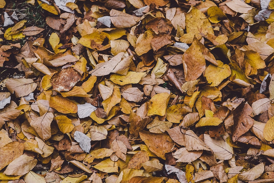 Autumn autumn season dry