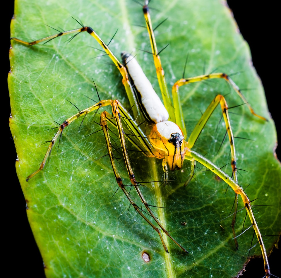 Arachnid insect close up