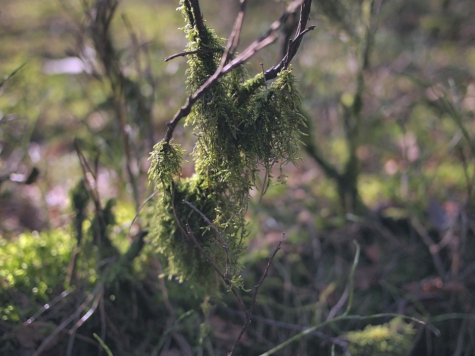 Branch branches branchlet