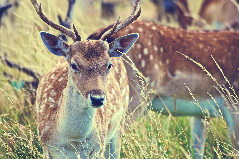 Animal antler beautiful photo photo