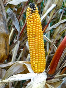 Harvest time harvest corn harvest