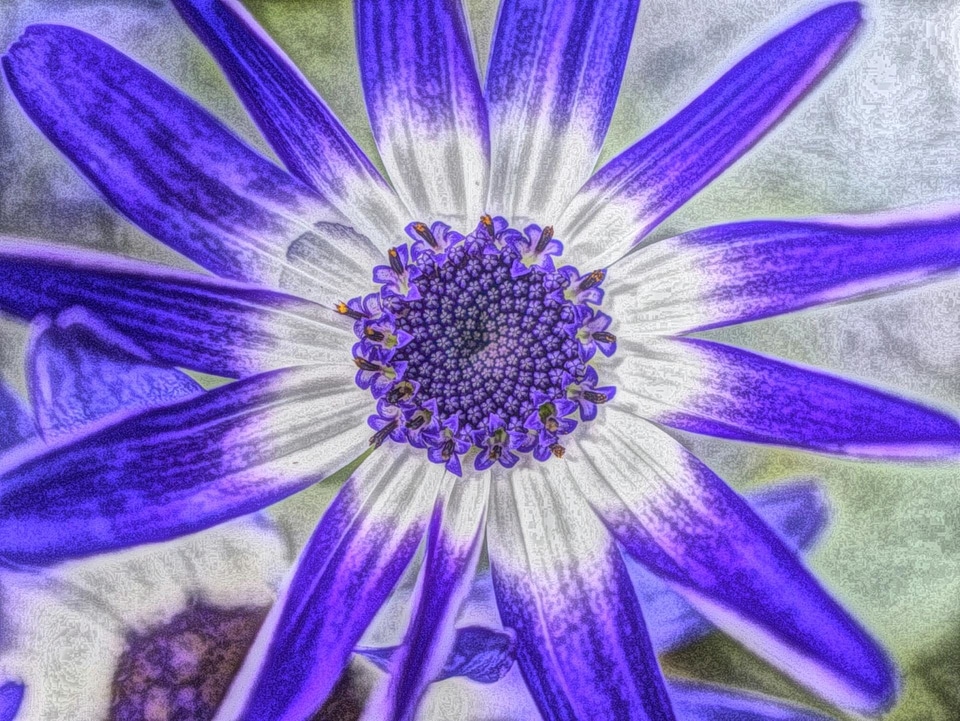 Art beautiful flowers blooming