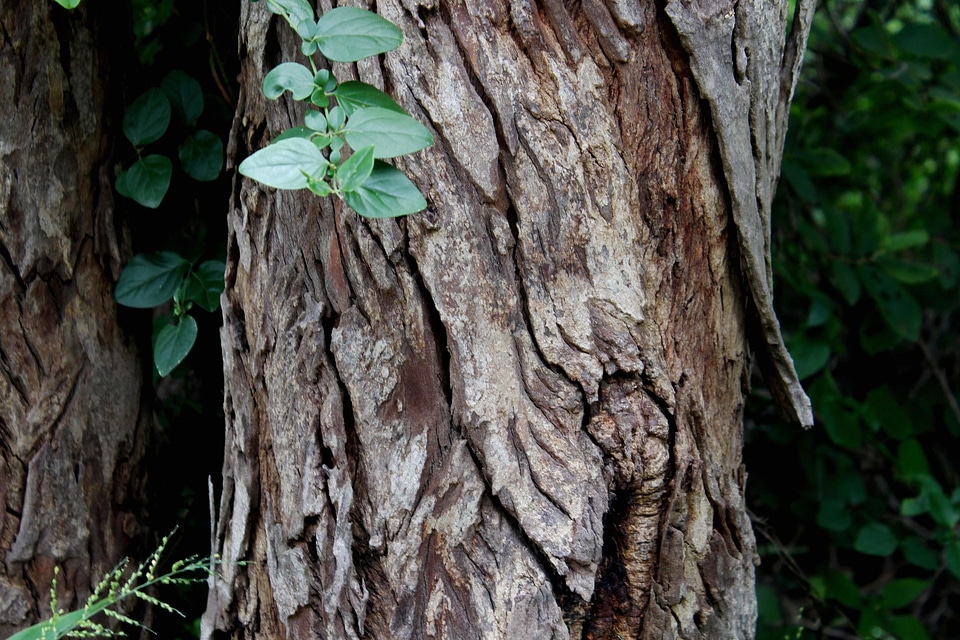 Bark environment flora