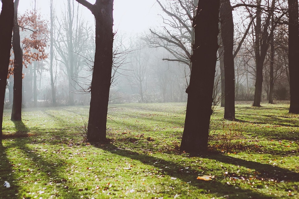 Branch environment field