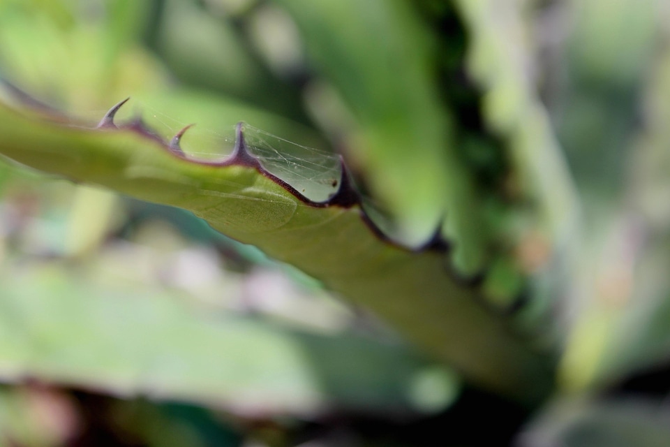 Agave Asparagaceae Aloe vera cactus