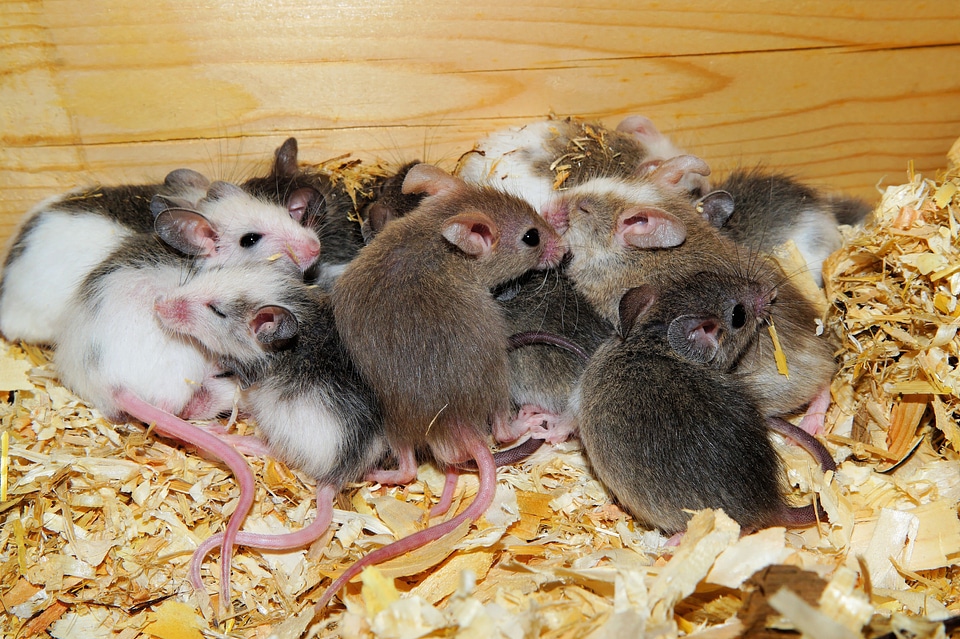 Rodents society close up