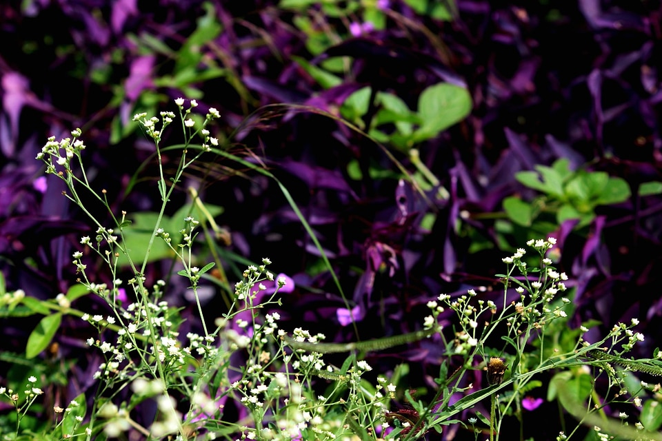 Beautiful Flowers bloom blooming