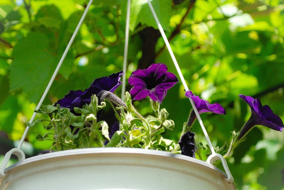 Beautiful beautiful flowers blooming