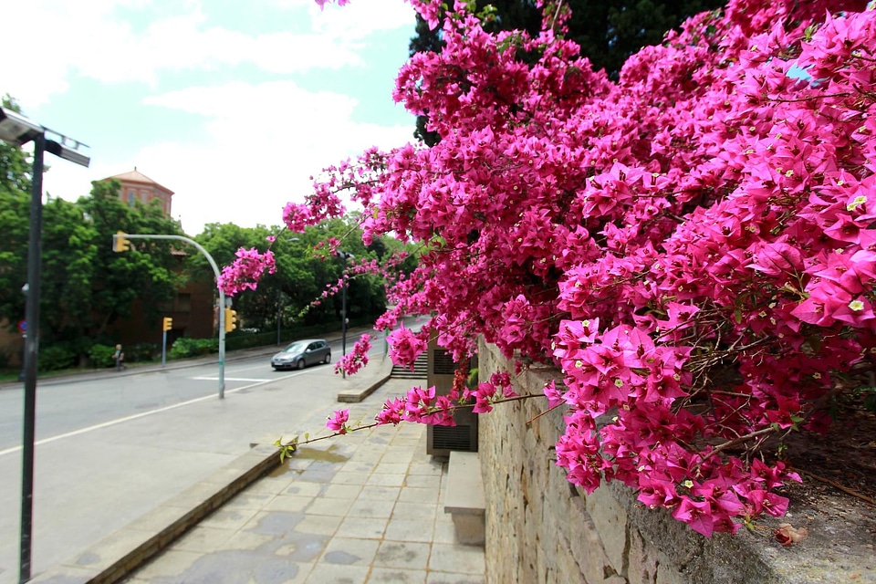Beautiful Flowers blooming blossom