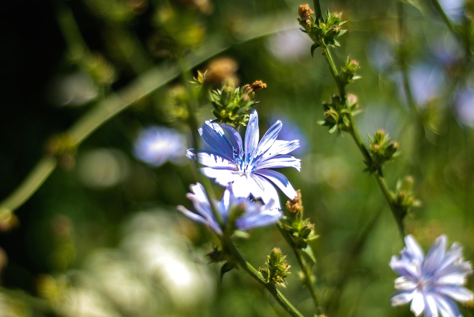 Beautiful Flowers bloom blooming