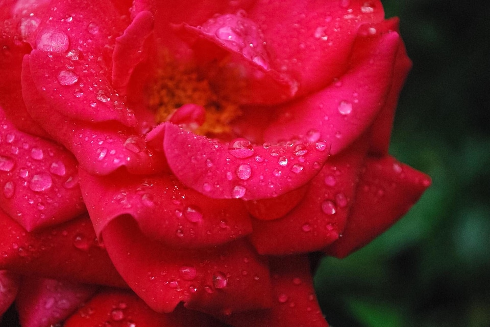 Aromatherapy beautiful beautiful flowers