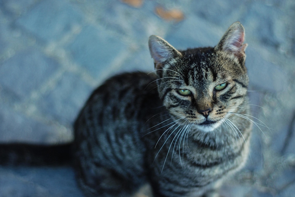 Adorable animal animals
