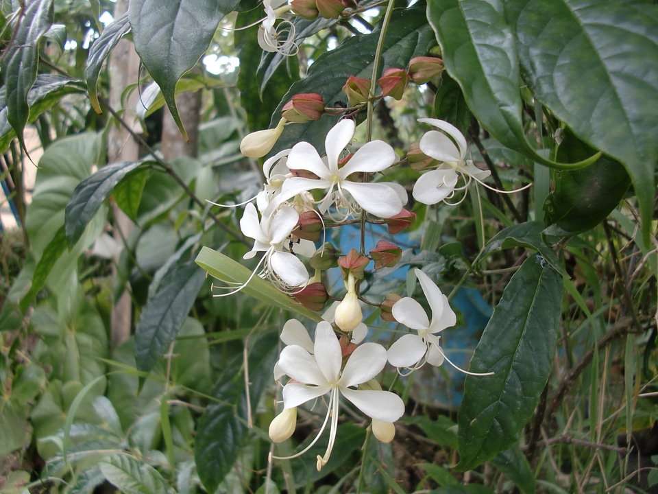 Wathu sudda tabernaemontana sri lanka