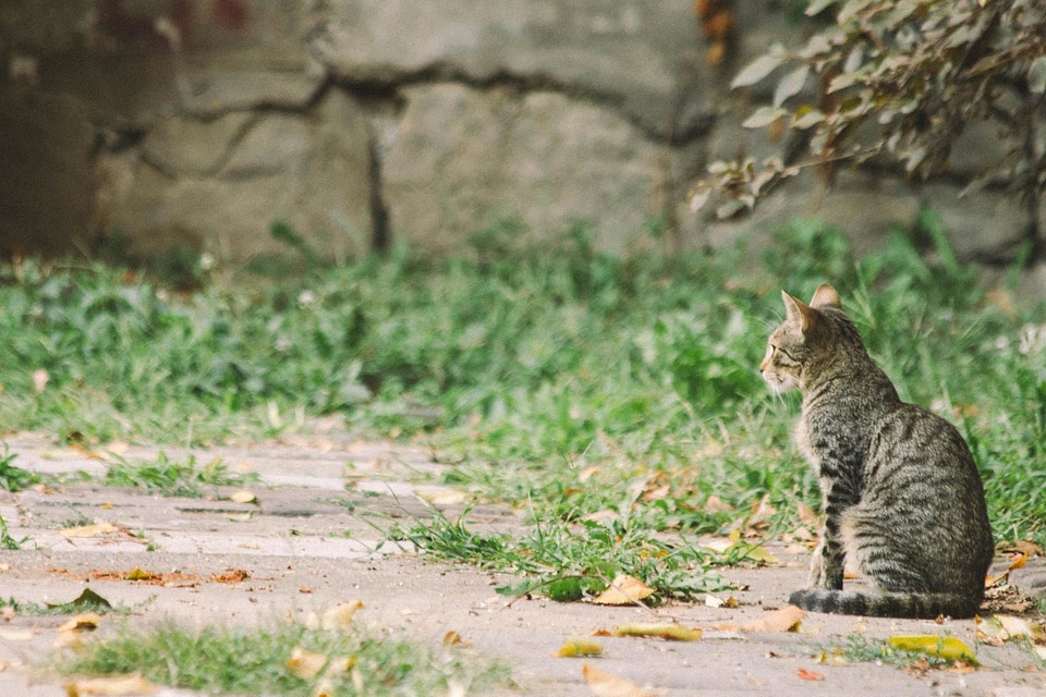 Animal carnivore cat