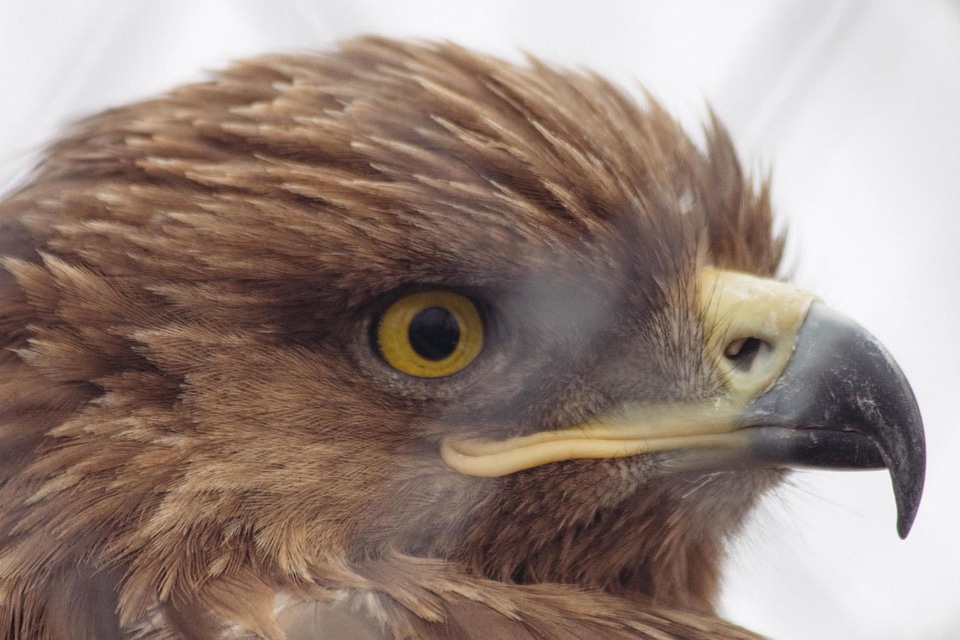 Animal beak beautiful photo
