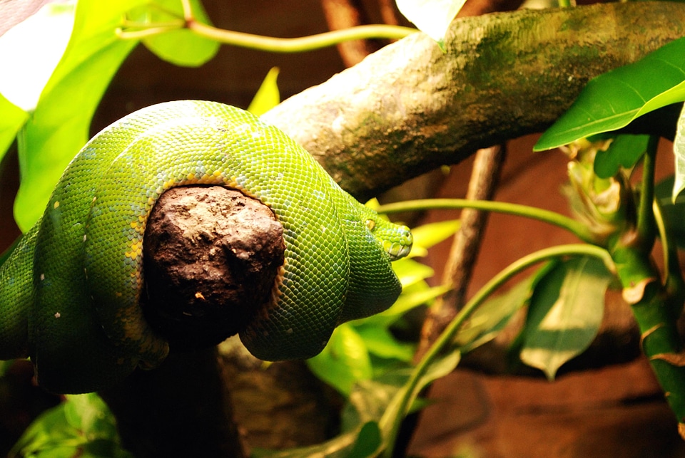 Animal Dendroaspis squamata environment
