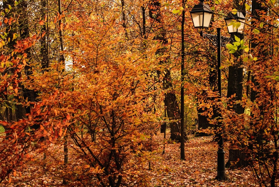 Autumn autumn season foliage