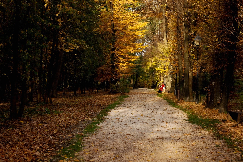 Alley autumn beautiful photo