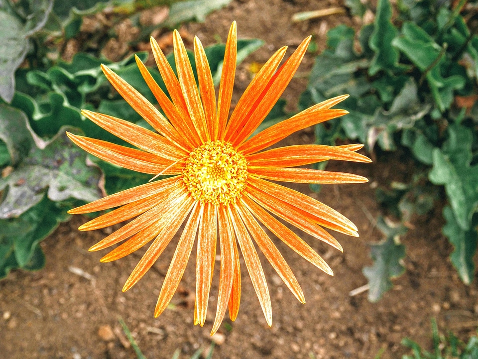 Beautiful beautiful flowers blooming